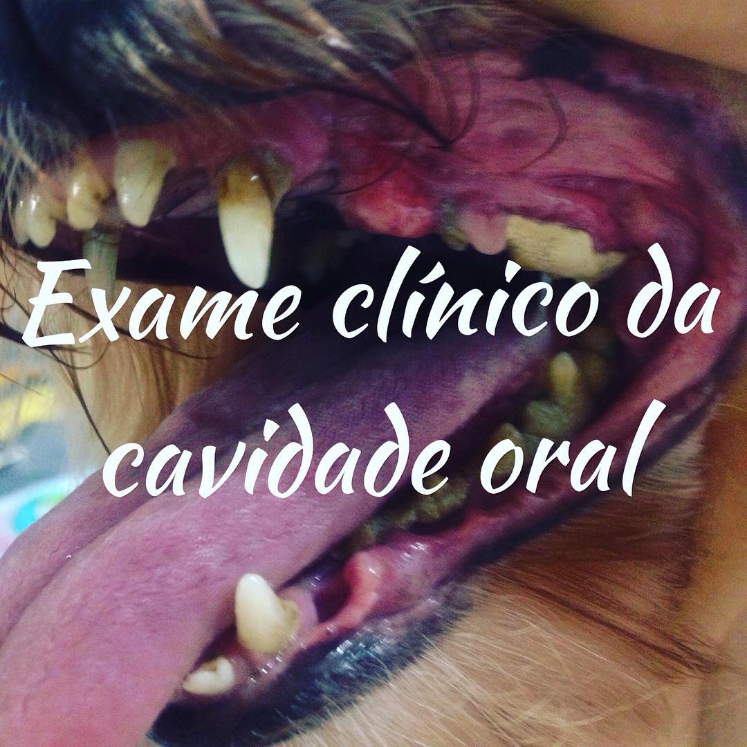 avaliação clinica da cavidade bucal dos animais