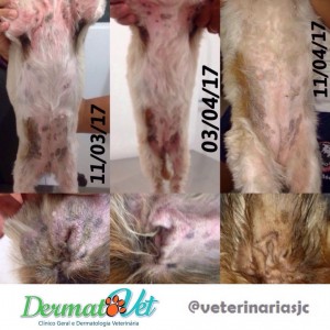 foto dermatovet