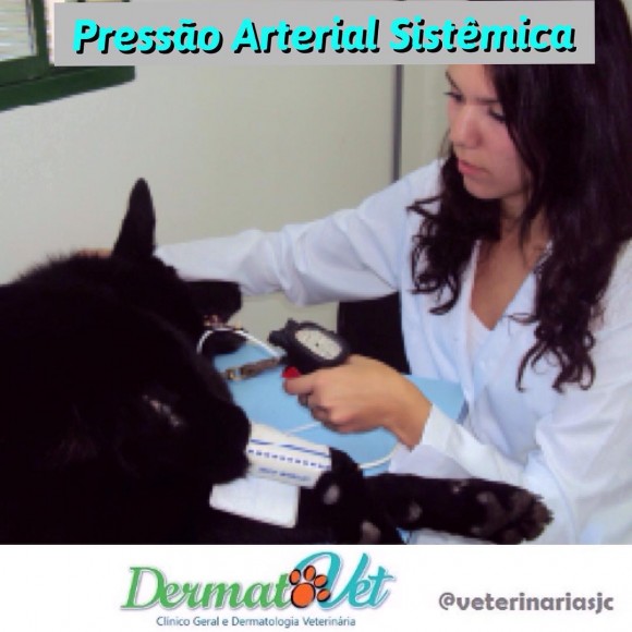 foto dermatovet pressão arterial